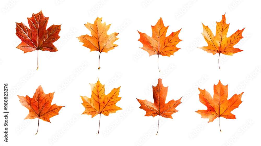 orange and red maple leaves without background, autumn foliage, fall. orange and red maple leaves without background, autumn foliage, fall.