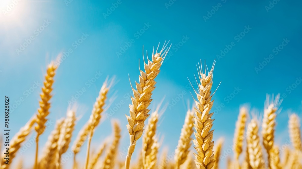 Close-up of golden wheat ears swaying gently in the wind under a bright blue sky, sun shining in the background Close-up of golden wheat ears swaying gently in the wind under a bright blue sky, sun shining in the background