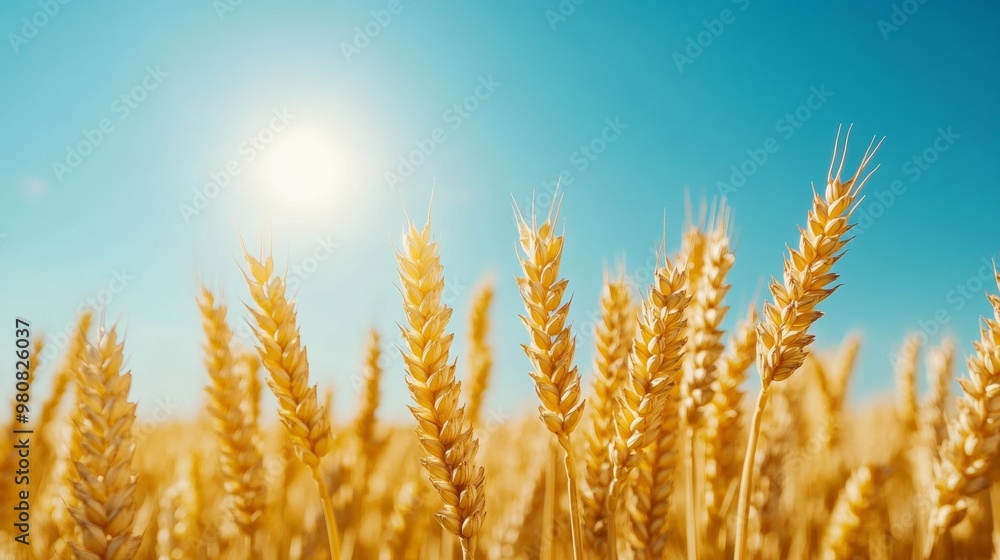Close-up of golden wheat ears swaying gently in the wind under a bright blue sky, sun shining in the background 