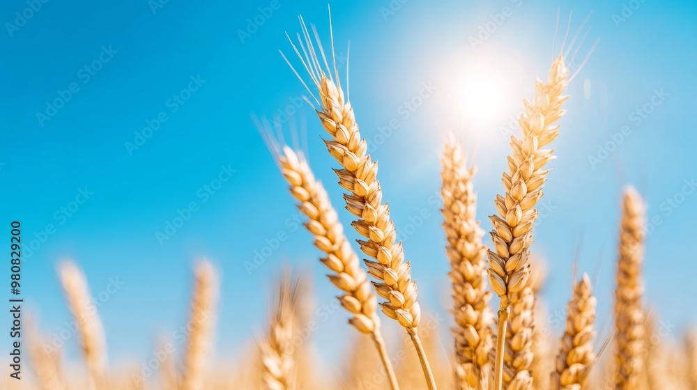 Golden wheat ears against a clear blue sky, with a lens flare from the sun, symbolizing summer harvest Golden wheat ears against a clear blue sky, with a lens flare from the sun, symbolizing summer harvest