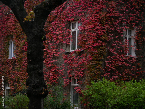 House facade covered with ivy. Perennial climbing Parthenocissus Tricuspidata plant vine on the wall in red autumn color
