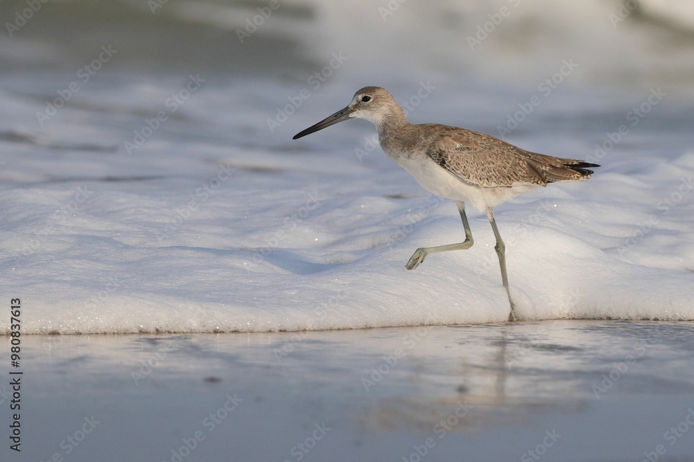 Shorebird walking along the ocean edge Shorebird walking along the ocean edge