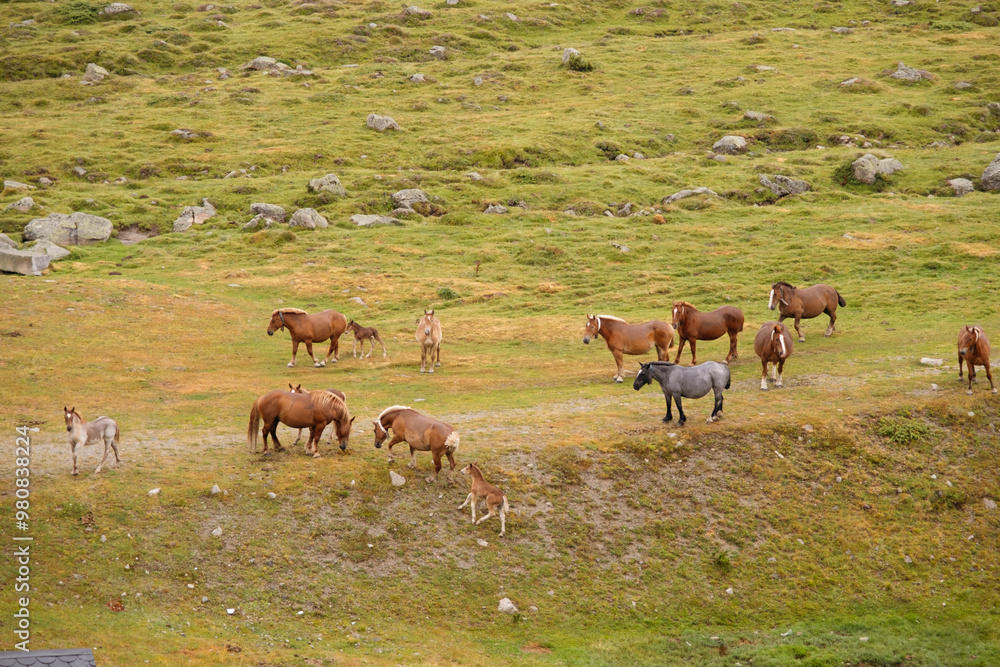 Group of horses grazing freely in the mountains. Group of horses grazing freely in the mountains.