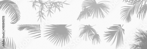 Shadow overlay from a palm tree branch isolated on a transparent background. Set different types of palm trees.