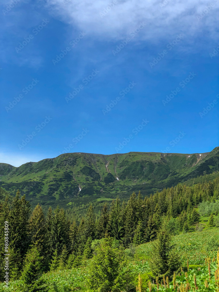 Landscape of Green Trees and Grass with Mountains Against a Clear Blue Sky Landscape of Green Trees and Grass with Mountains Against a Clear Blue Sky