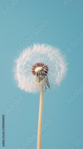 Wallpaper Mural Dandelion petals blooming close up nature theme with story blue solid background Torontodigital.ca