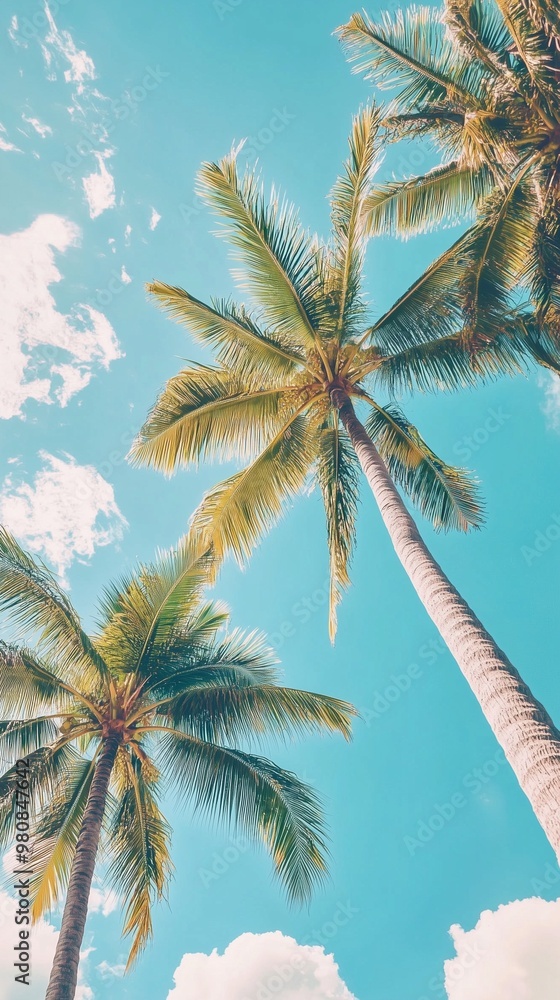 Fototapeta premium Coconut palm trees tropical vegetation taken from above with blue sky and clouds