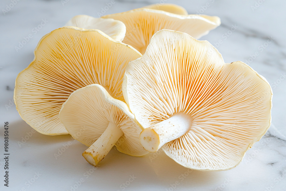 oyster mushrooms on a marble surface oyster mushrooms on a marble surface