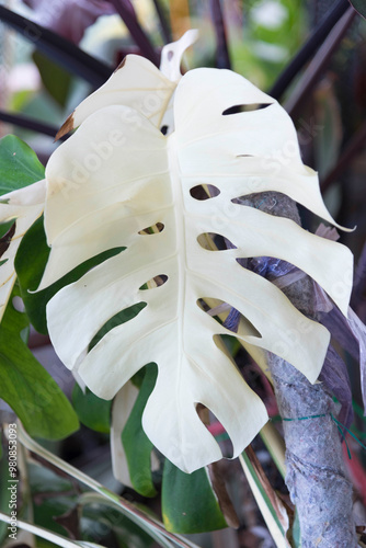 Pure white leaf of Monstera Borsigiana Albo Variegated in the pot photo