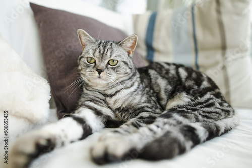 Wallpaper Mural British shorthair silver tabby cat having rest on a sofa in a living room. Domestic cat spending time indoors at home. Torontodigital.ca