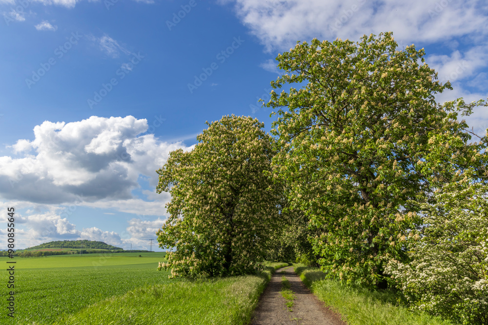 chestnut alley in the Czech Central Highlands chestnut alley in the Czech Central Highlands