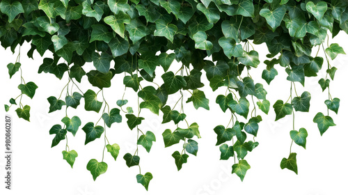 Lush hanging ivy leaves cascading down