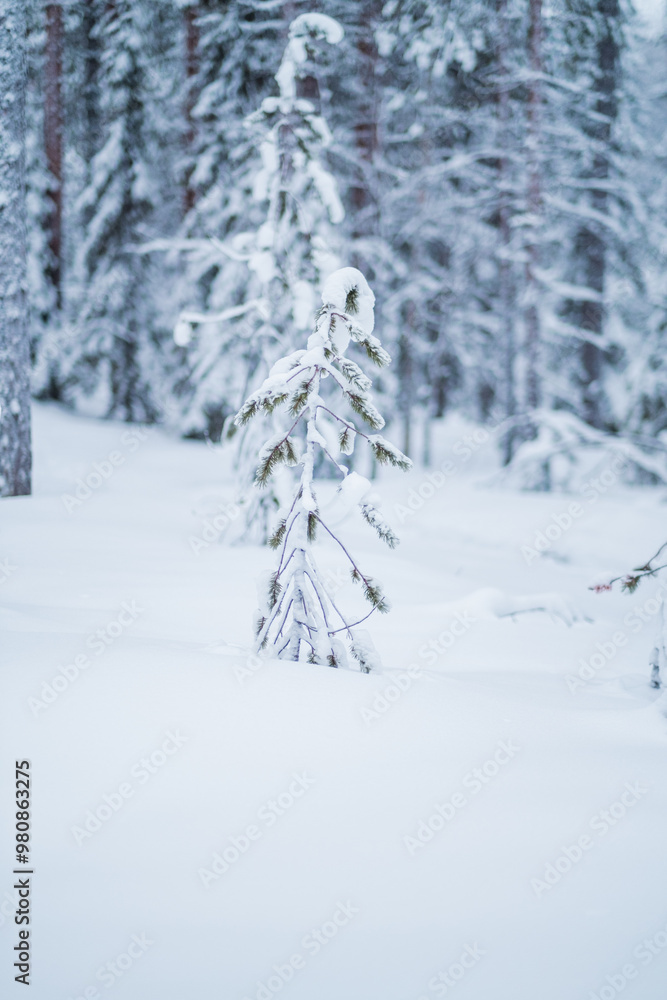 Sapling Covered with Snow Growing out of the Thick Snow Layer Sapling Covered with Snow Growing out of the Thick Snow Layer