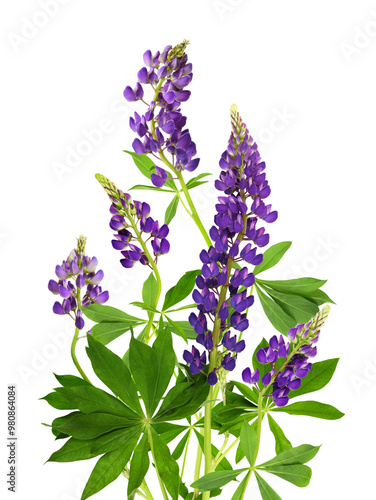 Lupinus polyphyllus purple ...