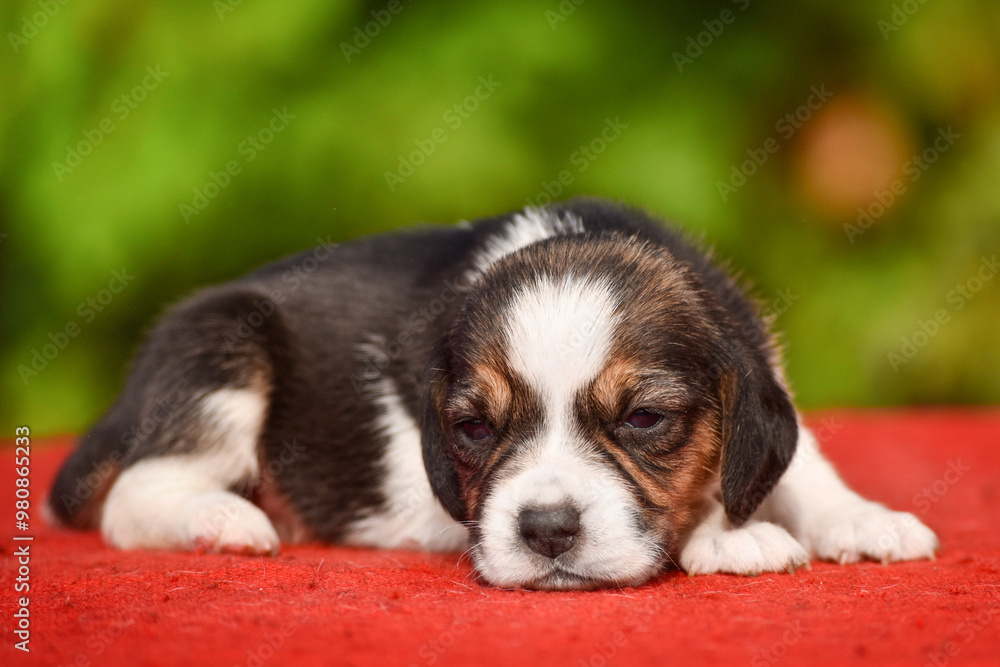 Little beagle puppy on red and green background Little beagle puppy on red and green background
