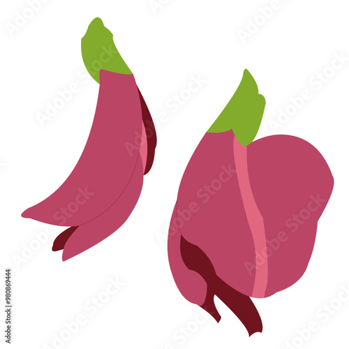 Turi flower (Sesbania grandiflora) buds and blooms are dark purple or red.
