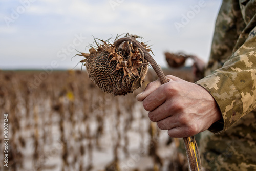 A withered sunflower in a Ukrainian field with a Ukrainian flag. The concept of the day of remembrance for fallen soldiers