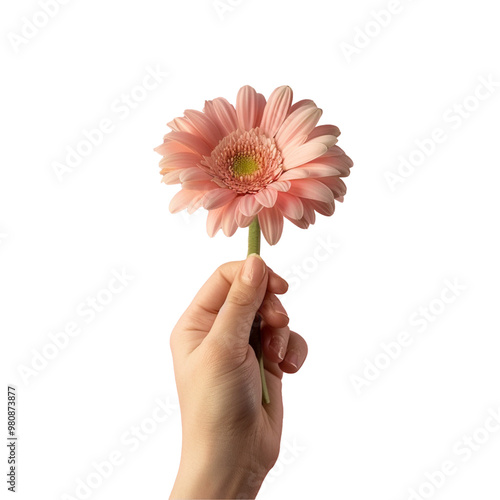 A hand holding pink flower isolated on transparent background, PNG file