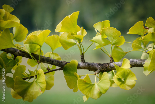 Green ginko tree leaves on a branch