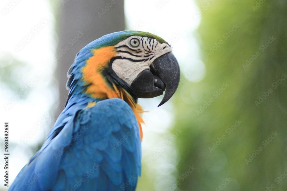 Fototapeta premium macro parrot in tropical garden