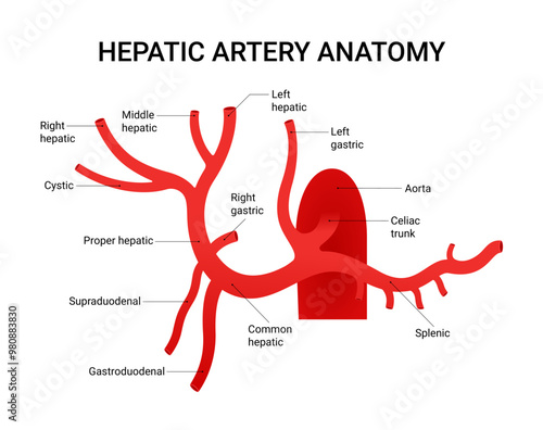 Diagram of Hepatic Artery Anatomy
