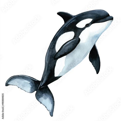 Orca watercolor clipart illustration isolated