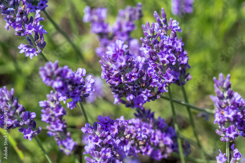 Fleurs de lavande 