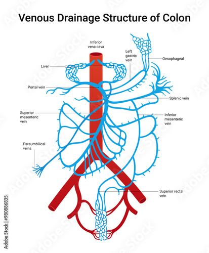 Venous Drainage Structure of Colon