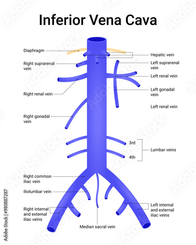 Schematic Diagram of Inferior Vena Cava
