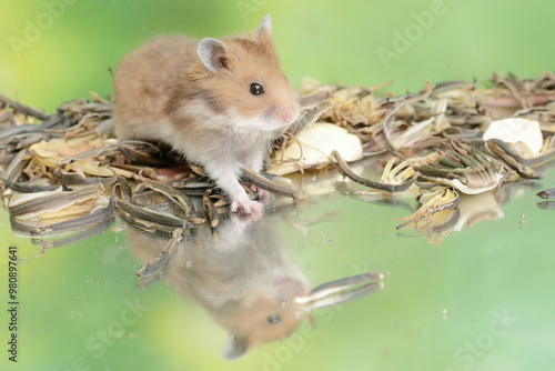 A Campbell dwarf hamster is eating a ripe Surinam cherry fruit that fell to the ground. This rodent has the scientific name Phodopus campbelli. photo