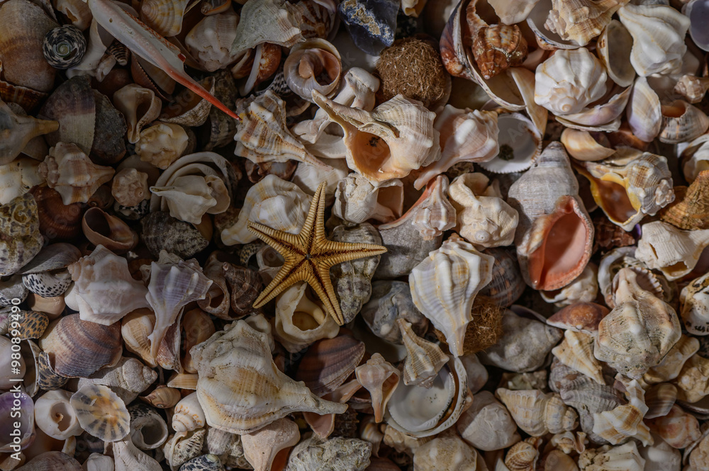 Close-up of a variety of Mediterranean shells Close-up of a variety of Mediterranean shells
