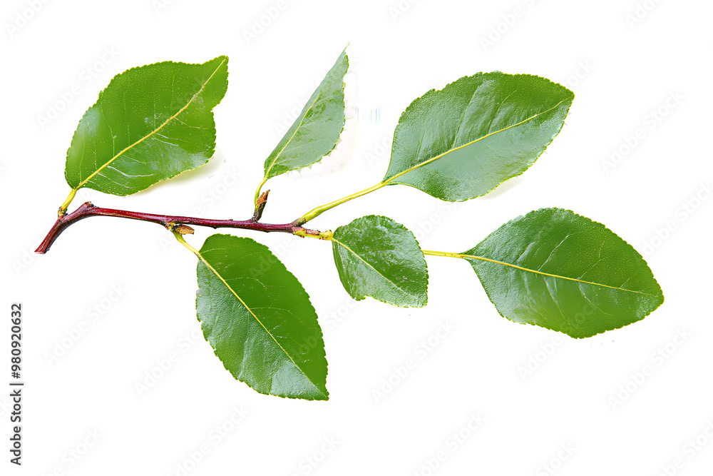 Fresh green branch of Salal (Gaultheria Shallon) or Lemon Leaf isolated on white background Fresh green branch of Salal (Gaultheria Shallon) or Lemon Leaf isolated on white background