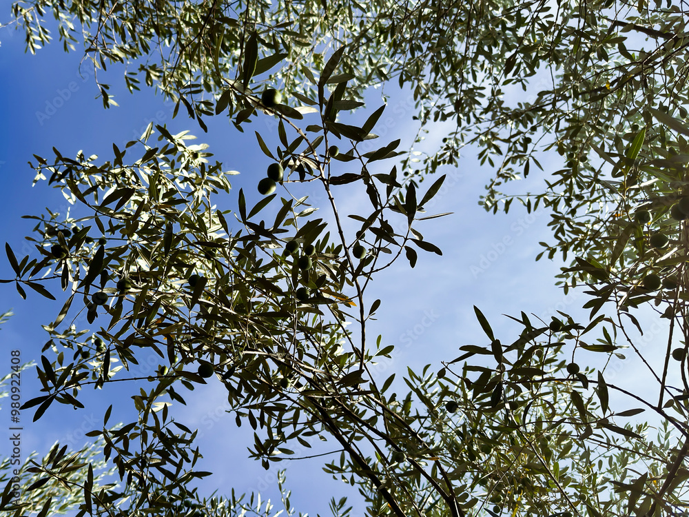 branches of a young olive tree with green olives against a clear blue sky. gardening. lush greenery branches of a young olive tree with green olives against a clear blue sky. gardening. lush greenery