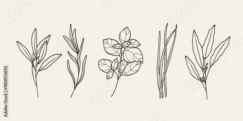 Line art culinary herbs collection