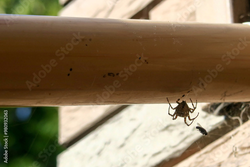 A large spider caught a fly in a web. Hunter and prey. photo