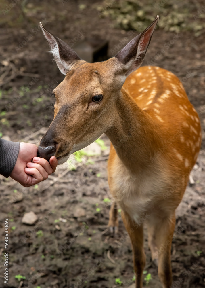 Person feeding the sika deer (Cervus nippon), also known as the Northern spotted deer or the Japanese deer Person feeding the sika deer (Cervus nippon), also known as the Northern spotted deer or the Japanese deer