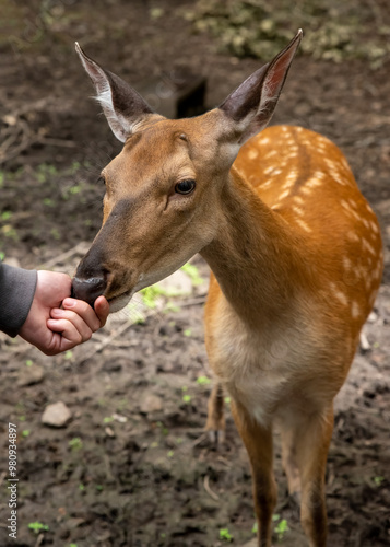 Person feeding the sika deer (Cervus nippon), also known as the Northern spotted deer or the Japanese deer