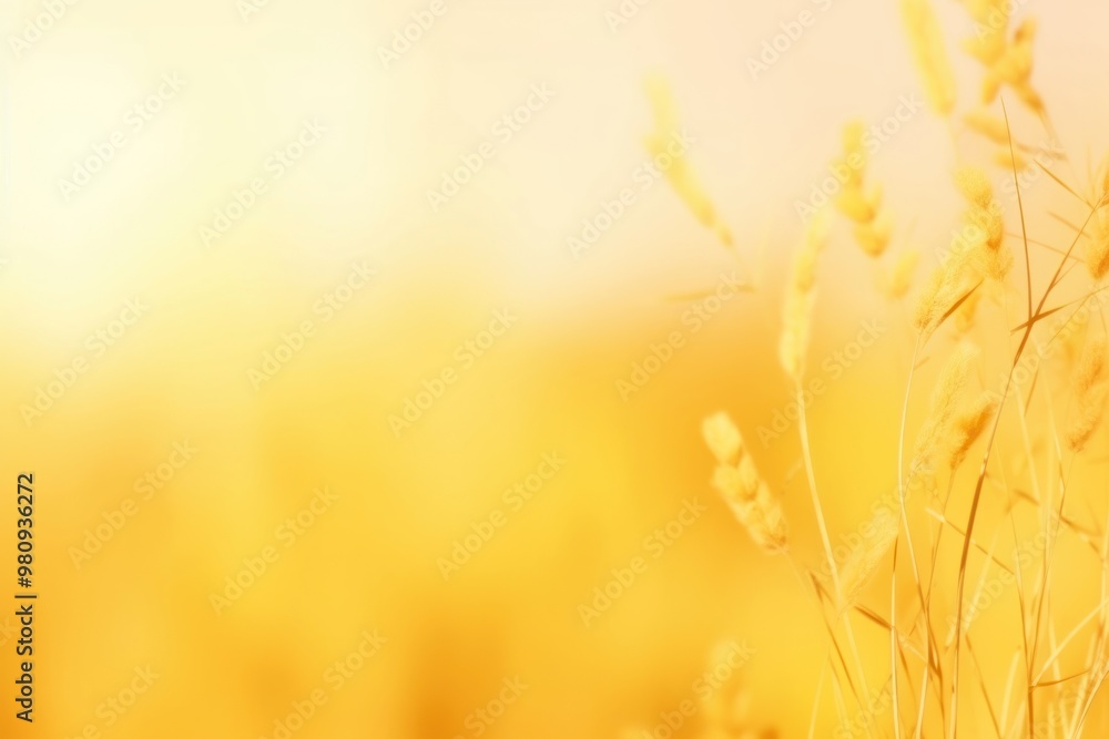 Grasses yellow pastel background backgrounds agriculture tranquility. Grasses yellow pastel background backgrounds agriculture tranquility.