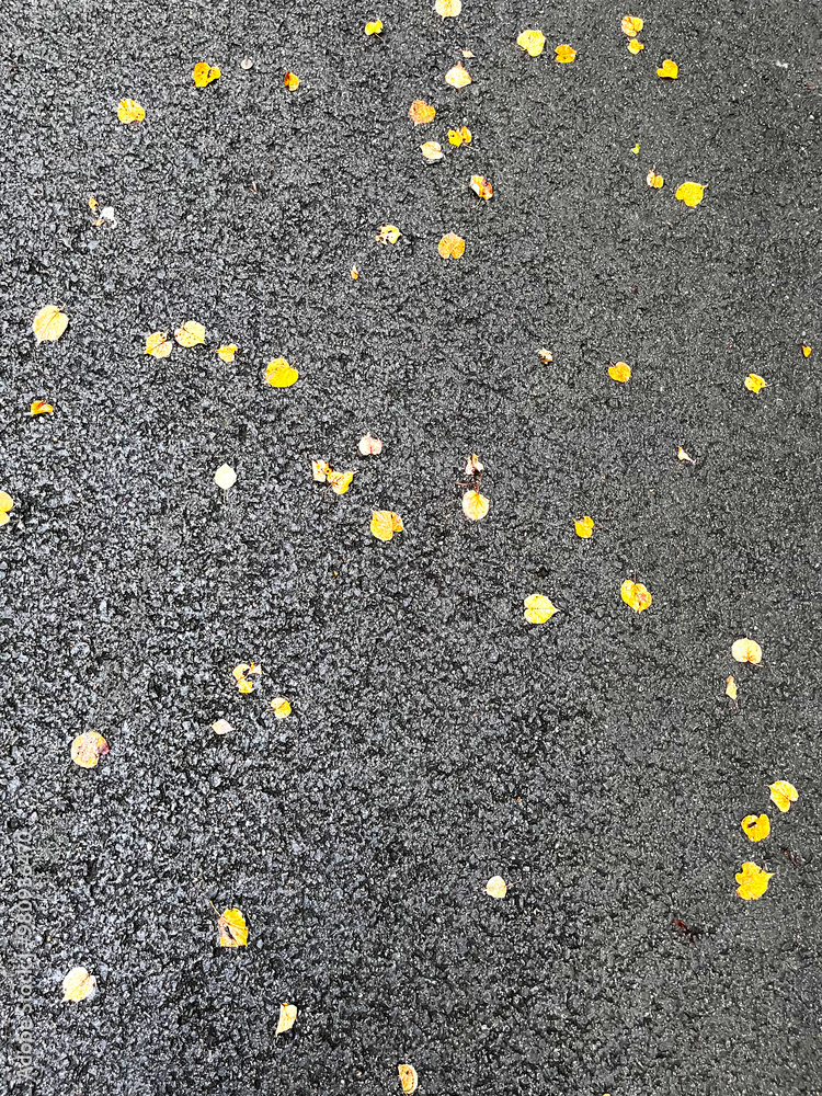 Yellow leaves on gray asphalt, background of fallen leaves Yellow leaves on gray asphalt, background of fallen leaves