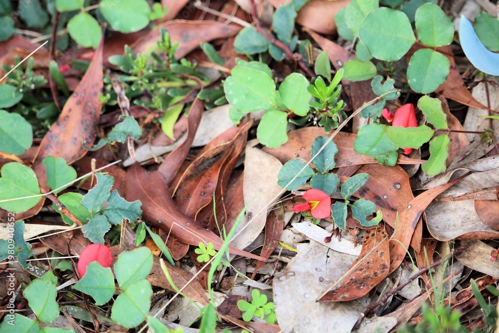 Running Postman (Kennedia prostrata) in flower, native ground cover, South Australia Running Postman (Kennedia prostrata) in flower, native ground cover, South Australia
