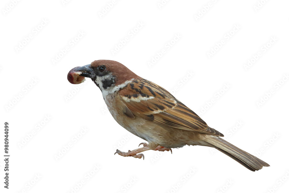 Sparrow eating food isolated on transparent background png file Sparrow eating food isolated on transparent background png file
