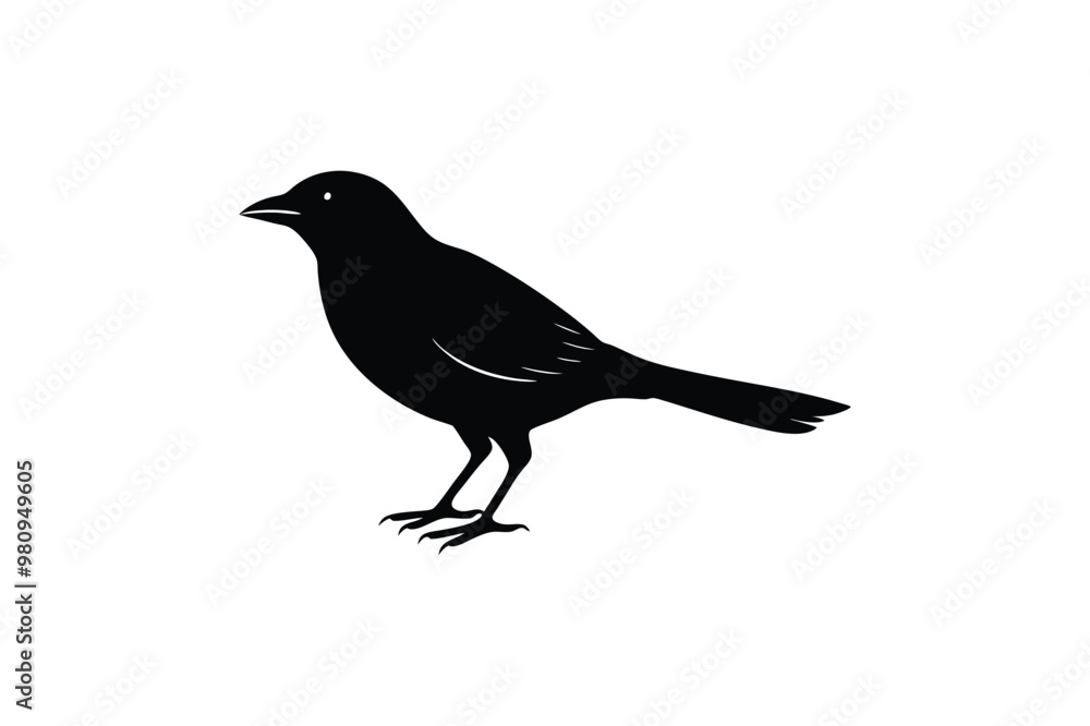 Obraz premium Cute Myna Bird vector art and illustration