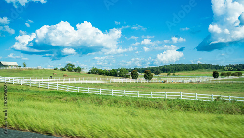 Beautiful meadow under blue sky and white cloud. A peaceful view of country side with white fence, castles are left free range, feeding on grass. Tranquil and serenity feeling. Wallpaper or background