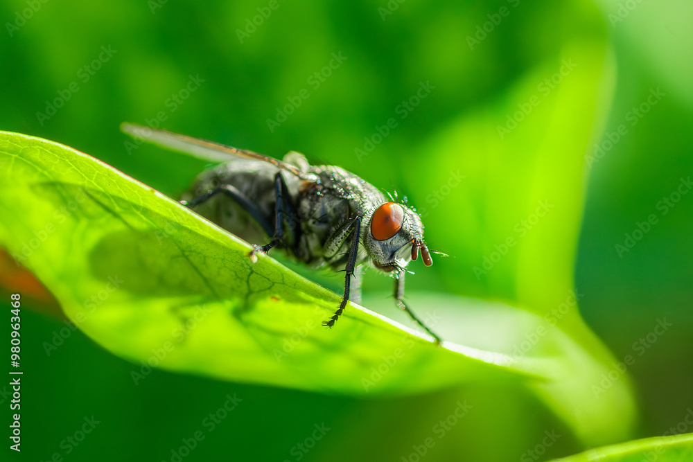 House fly, Fly, House fly on leaf... House fly, Fly, House fly on leaf...
