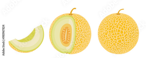Cantaloupe melon, fruit vector illustration 10
