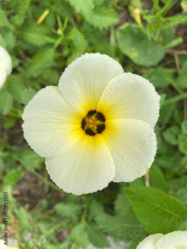 yellow and white flower, Turnera subulata, chanana,  flor-do-guarujá photo