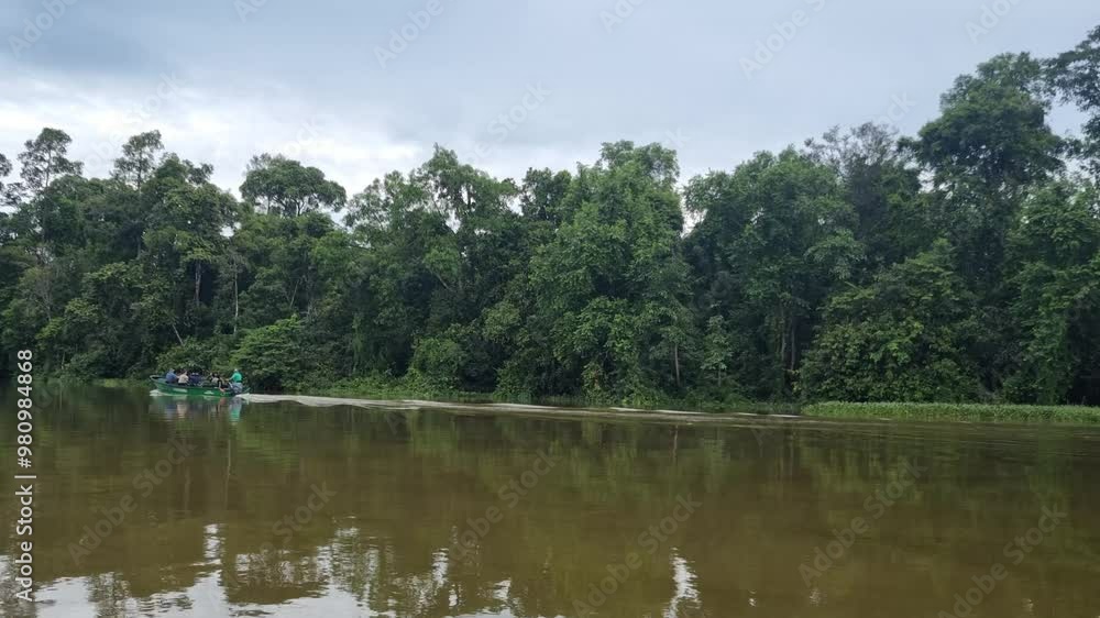 Borneo wildlife in natural landscape, forest tree jungle. Travel safari Borneo adventure Borneo wildlife in natural landscape, forest tree jungle. Travel safari Borneo adventure