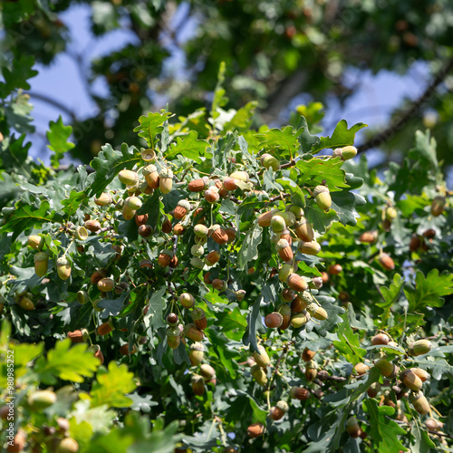 Acorns on oak branch with green leaves