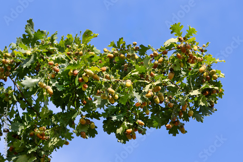 Acorns on oak branch with green leaves