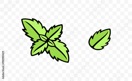 Mint and spearmint, herb, mint leaves, graphic design. Spice, menthol, peppermint, leaf and leaves, vector design and illustration